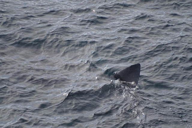  ¡Avistamiento de tiburones peregrinos! 