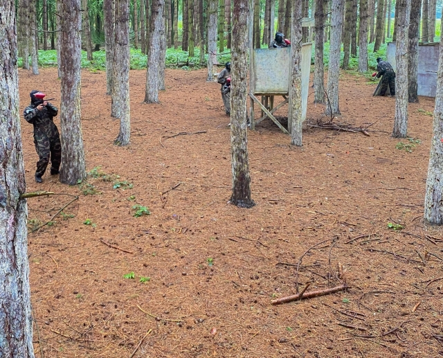  Escóndele en el bosque 