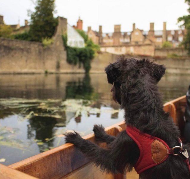 Tours privados de punting en Cambridge 