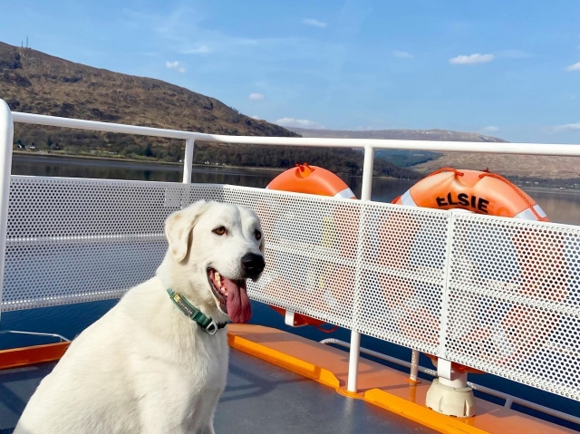  ¡Perros bienvenidos! 