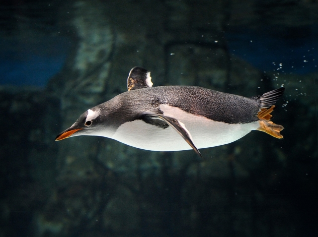  Pingüinos y fauna marina 