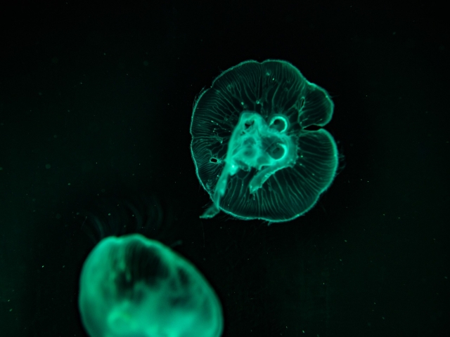  Más de 500 especies