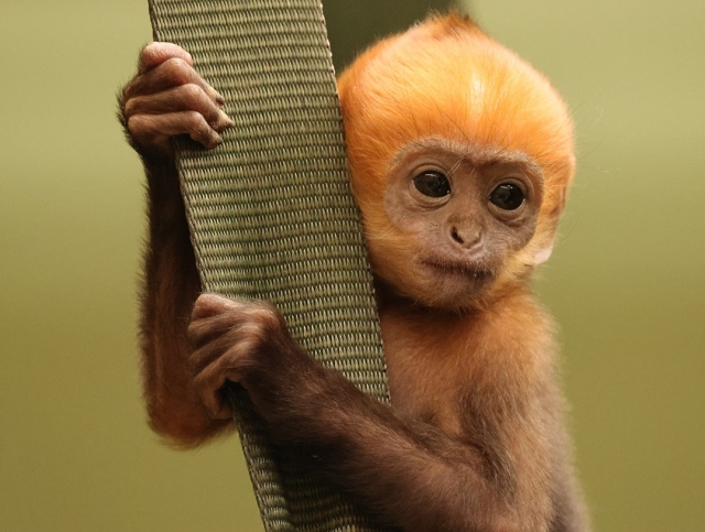  Los animales más lindos