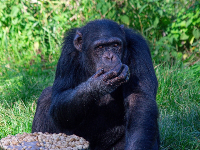  Hora de comer a los chimpancés 