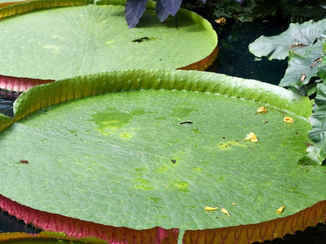  Especies de plantas fascinantes 