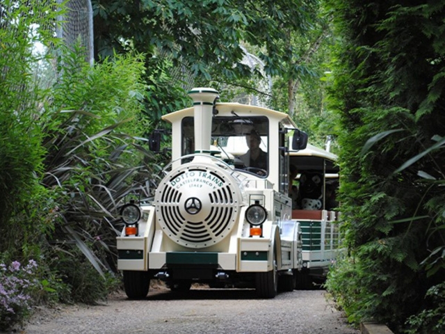 Tren turístico 