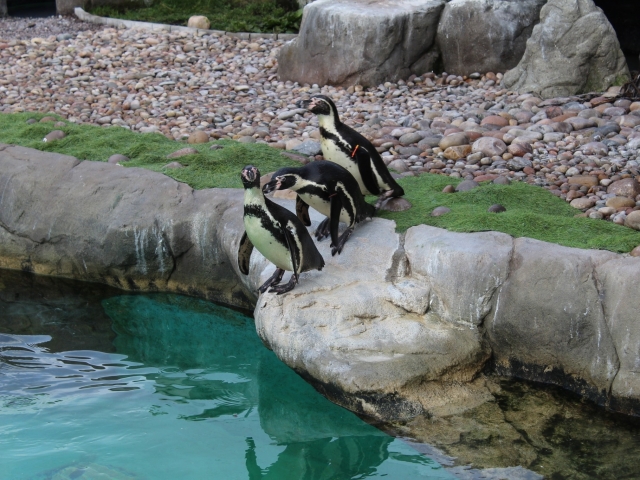  ¡Alberca de pingüinos!