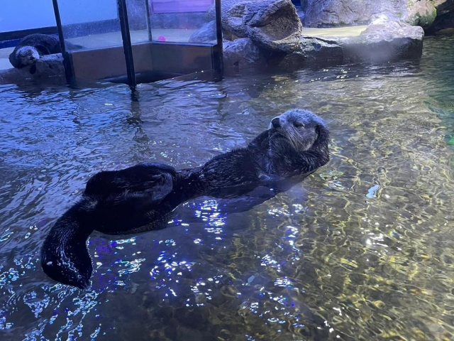  Nutria marina