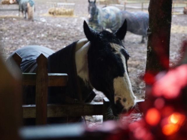  Preciosos caballos y ponis 