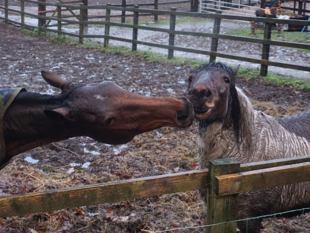  Pasa tiempo con caballos 