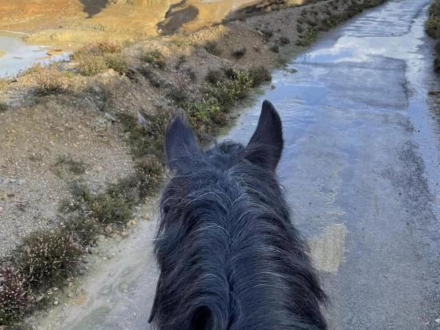 Disfruta de una experiencia a caballo