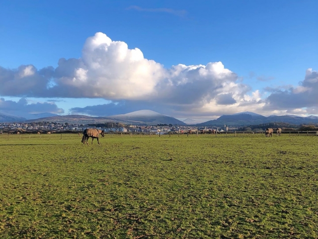  Un lugar perfecto para los caballos 