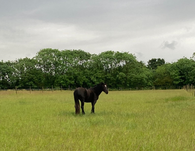  Caballos felices en Heighington