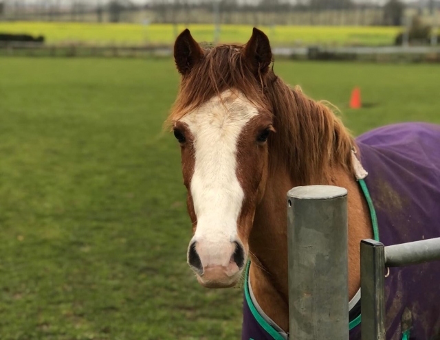  Caballos para todos