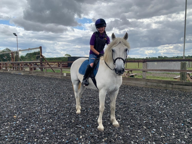 Maravillosos caballos y ponis