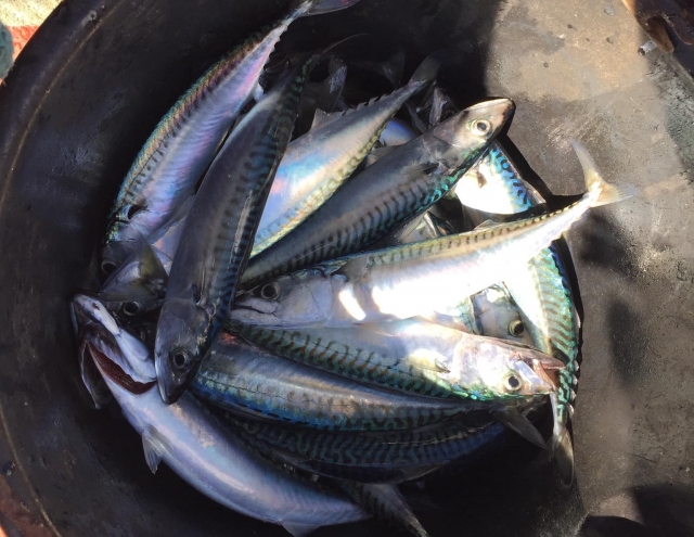 Viaje de pesca de caballa