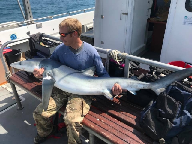  Captura y liberación de tiburones 
