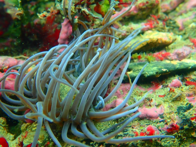  Maravillas submarinas