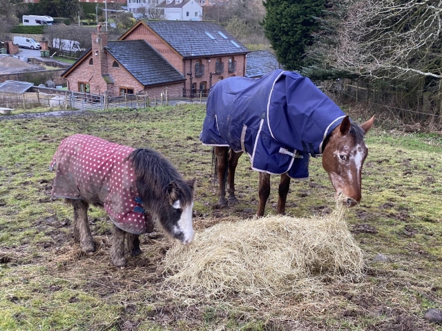  Los caballos disfrutando de un refrigerio 