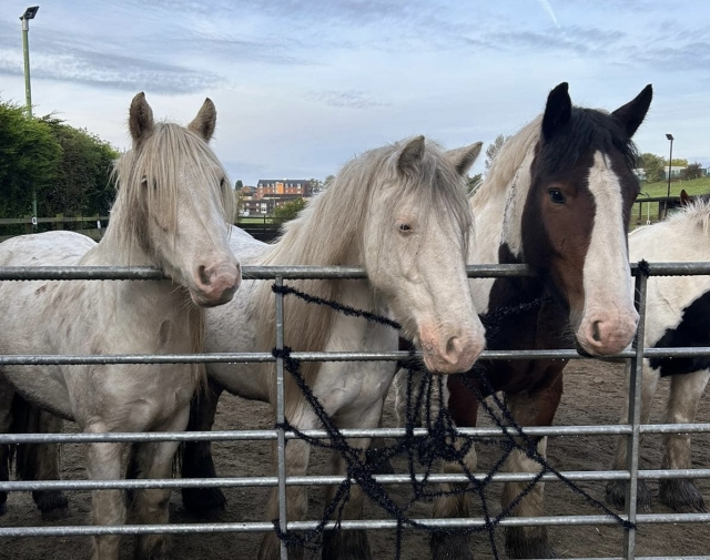  Nuestros caballos teniendo un descansar después de un día jugando en el campo