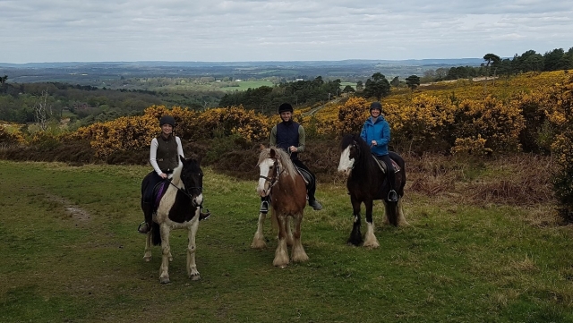  Tres de nuestros caballos de paseo