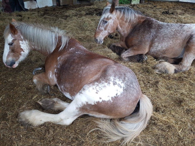 Dos de nuestros caballos tomando un descanso después de una larga camicrema 