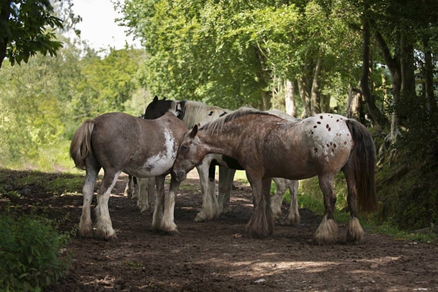  Nuestros caballos disfrutando del paisaje 