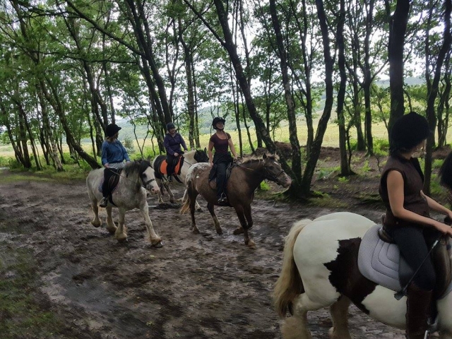 Un paseo por Ashdown Forest con los caballos 