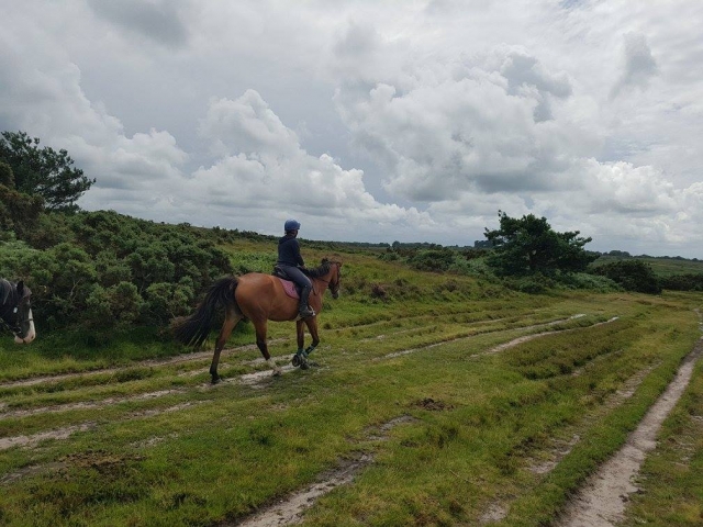  Un trole por Ashdown Forest 