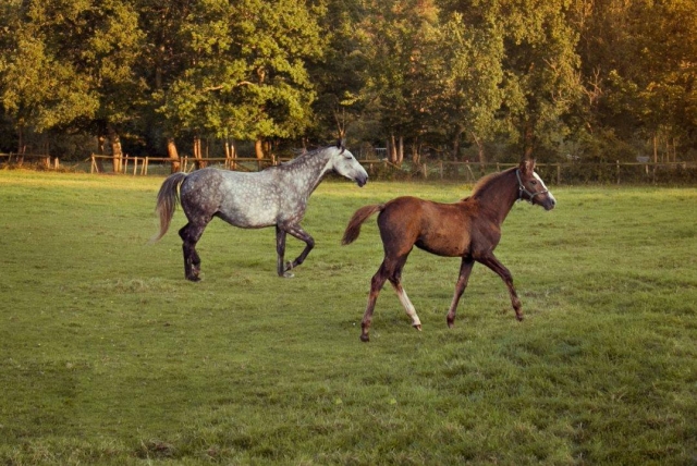  Los caballos disfrutando de su tiempo libre en el campo 