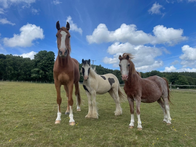 Nuestros caballos disfrutando de su tiempo libre en el campo 