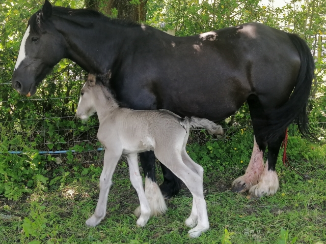 Nuestros caballos jugando en el campo 