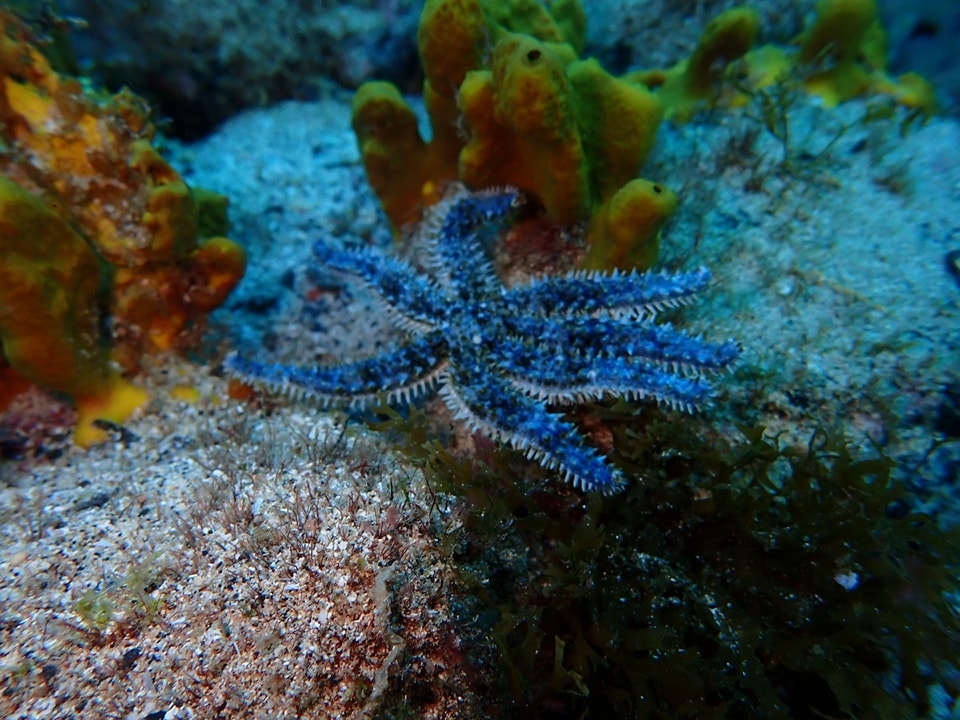 Buceo entre Cabo de Palos y Cabo de Cope