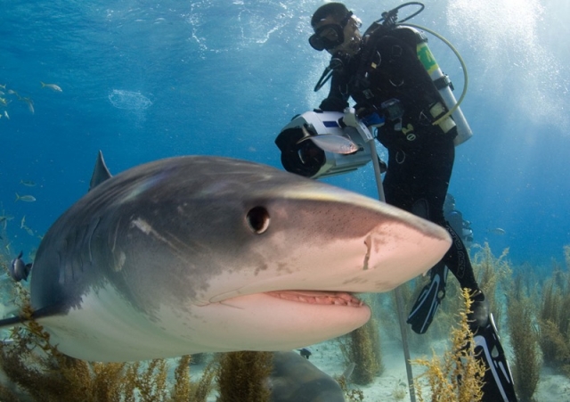 Buceador junto a tiburón Buceador junto a tiburón