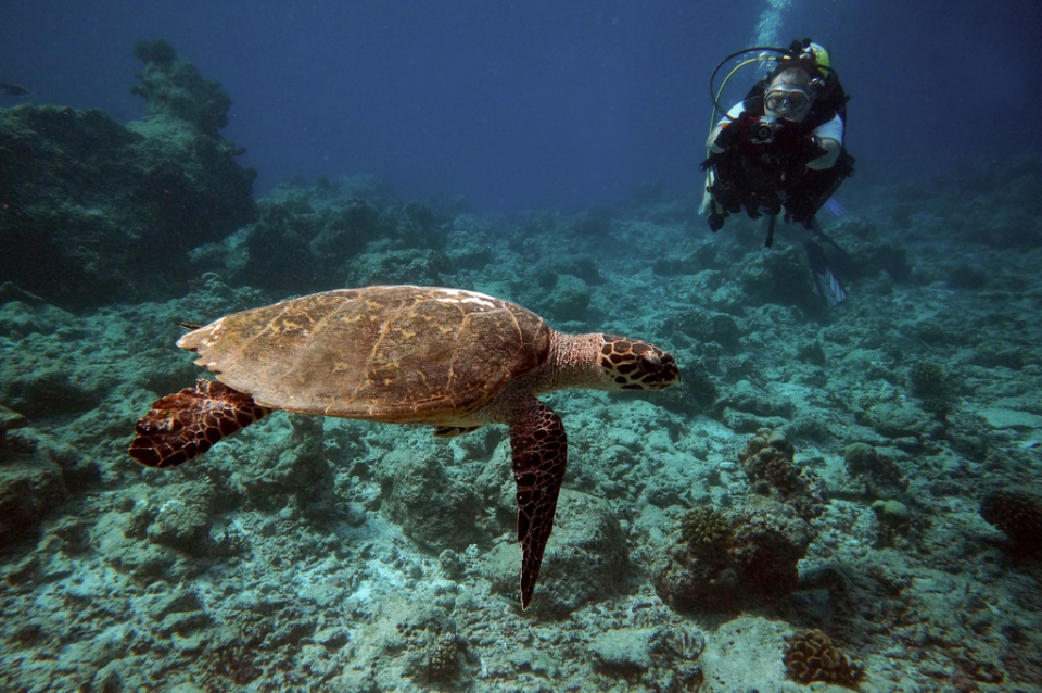 Tortuga y buceador Tortuga y buceador