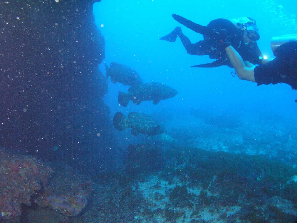 Buceo en Honduras Buceo en Honduras