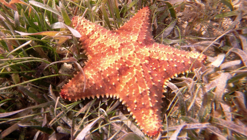 Estrella de mar Estrella de mar