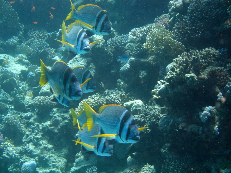Peces de colores Peces de colores