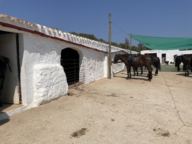 Opinión de Coester sobre Ruta ecuestre iniciación en Cala Mitjana 1h 30min