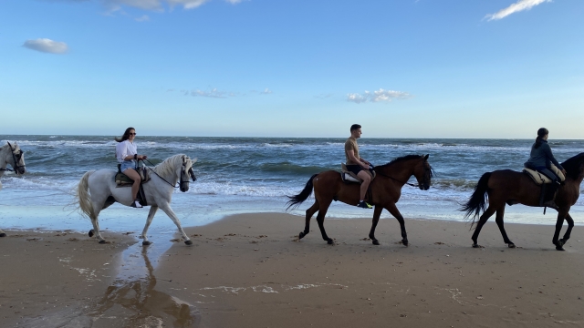 Opinión de Fjmana sobre Cabalgamarra al atardecer playa Doñana, 1h45min