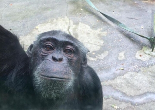 Zoo de Santillana