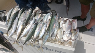 res_o-64626-pesca_de_frederic-porras_17500671857940.jpg