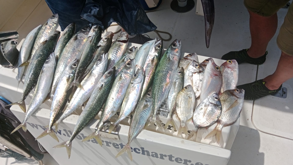res_o-64626-pesca_de_frederic-porras_17500671857940.jpg