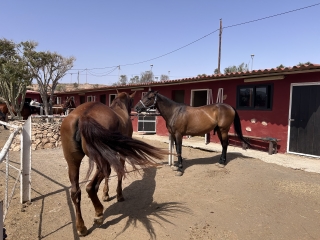 res_o-64715-rutas-a-caballo_de_davinia-rebeca-santana-perez_17511230221692.jpeg