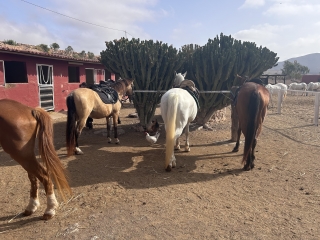 res_o-64715-rutas-a-caballo_de_davinia-rebeca-santana-perez_17511230293697.jpeg