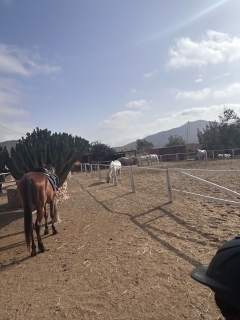 res_o-64715-rutas-a-caballo_de_davinia-rebeca-santana-perez_17511230375058.jpeg