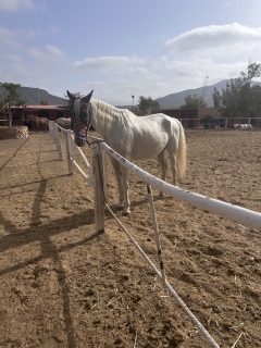res_o-64715-rutas-a-caballo_de_davinia-rebeca-santana-perez_17511230461901.jpeg