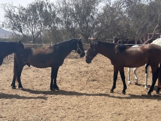 res_o-64715-rutas-a-caballo_de_davinia-rebeca-santana-perez_17511230544828.jpeg