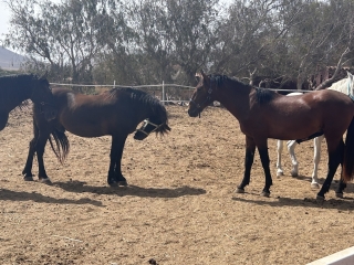 res_o-64715-rutas-a-caballo_de_davinia-rebeca-santana-perez_17511230622494.jpeg