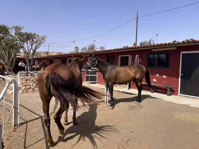 Opinión de Francesca sobre Paseo a caballo Fuerteventura de iniciación 1 hora